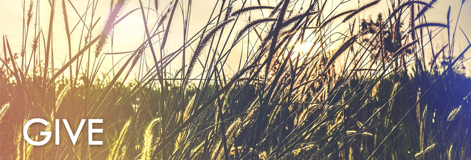 Kingdom of Heaven Wheat Church Website Banner